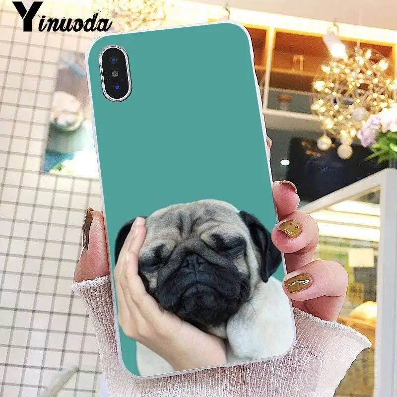 Animal Cute Pug Dog