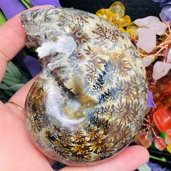 

Natural Polished "Goat Horn" Fossil Ammonite Conch Douvilleiceras Madagascar Mineral Specimen