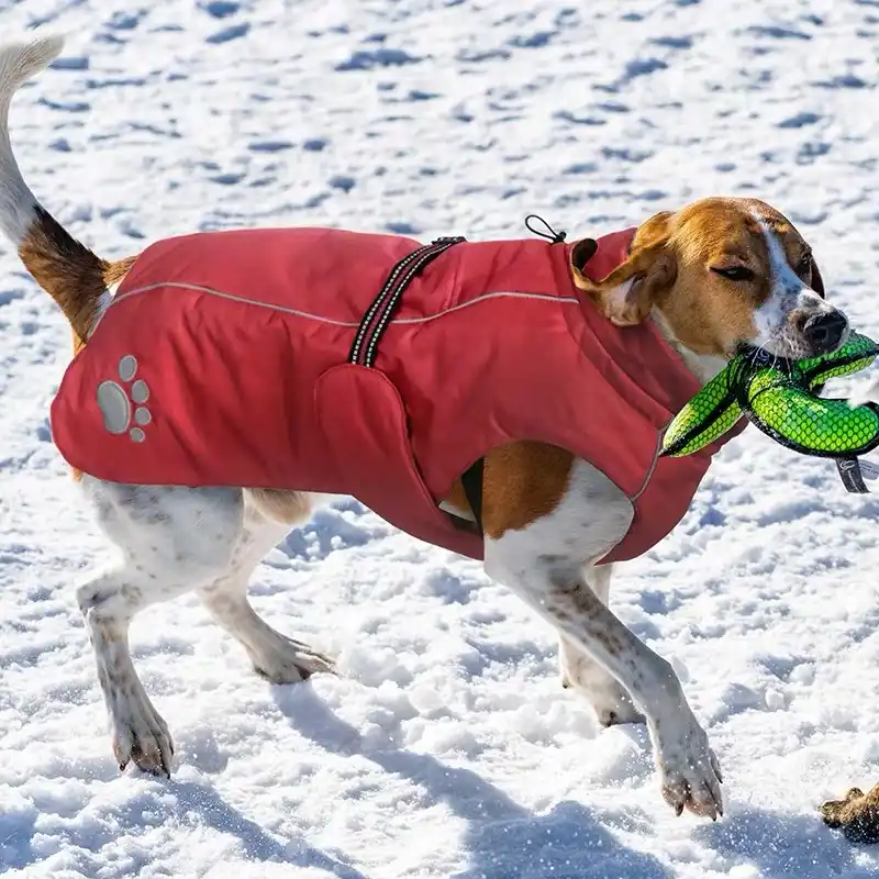 large dog snowsuit