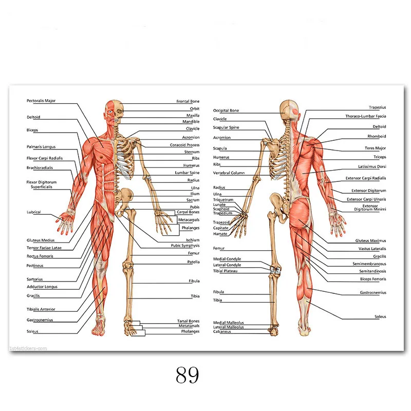 Анатомия человека, система мышц, художественный плакат, печать, карта тела, шелковая Живопись, настенные картины для медицинского образования, офиса, домашнего декора - Цвет: 89