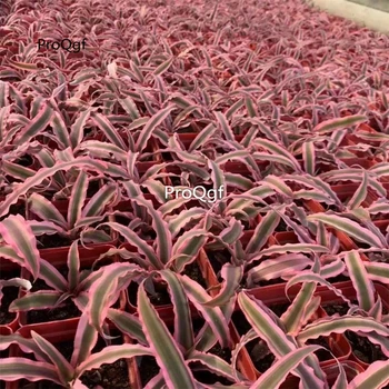 

Ngryise 3Pcs A Set air fern kongqi fengli