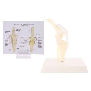 

Dog Canine Knee Joint Model Veterinary Teaching Research Skeleton Animal Display