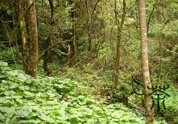 

Wasabia Japonica Japanese Horseradish Shankui