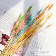 50 шт. засушенный натуральный пшеничный пищевой фон для фотосъемки с цветными пшеничными сушеными цветами магазин реквизит для фотосъемки