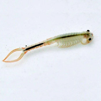 

30mm L Brine Fairy Shrimp Eggs Magic Living Animal Growing Live Branched Frontal Worm Christmas Toys Novelties 10000 Eggs/Lot
