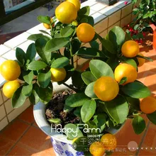 Новинка! 50 шт./лот, лимон бонсай, горшки для балкона, посадочные сезоны, прорастание 95%(Kaffir Lime),# JHIN9K