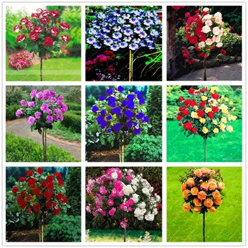 

Plant flower Bath Salts Rainbow Rose Tree Essence 100Pcs XZZ-229