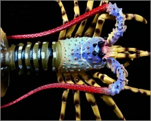 

marine animal ornaments toy Lobster Simulation Model Toy Static Plastic Solid Marine Animal Ornaments Children Birthday