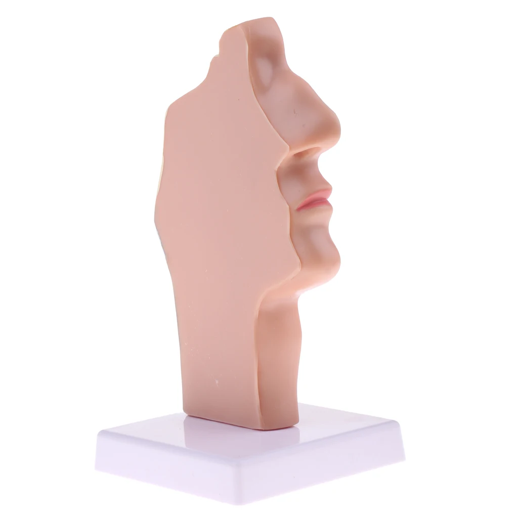 Longitudinal Section Human Nasal Oral Cavity Throat Pathology Model Educative Learning Resources