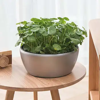 

Automatic Suction Flowerpot Simple Square Round Fleshy Plants Imitation Ceramic Balcony Large Diameter Plastic Lazy Pots