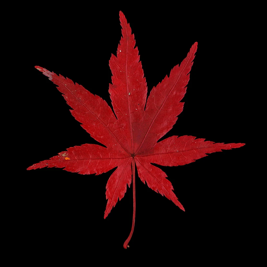 12pcs Real Dried Leaves Maple Leaf ScrapbookEmbellishment for DIY Phone Case Decor Jewelry Card Resin Crafts Making Accessories