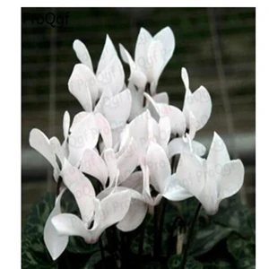 Ngryise 10 шт. набор Cyclamen persicum - Цвет: 7