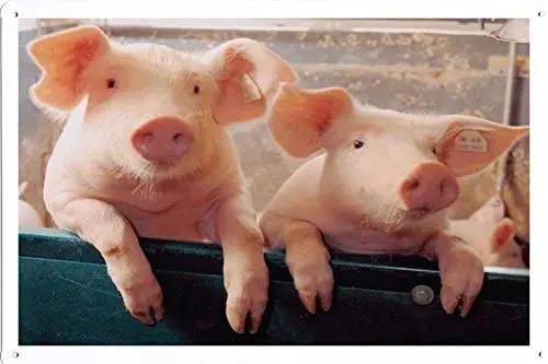 Оловянный плакат (20x30 см) свиньи 24065 от Global Animal Sign | Дом и сад