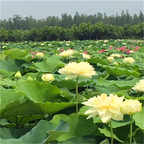 

sale! beautiful yellow Bowl lotus Bonsai Hydroponic 5 Pcs Plants Aquatic Plants Flower Pot Lotus Water Lily plant Bonsai Garden