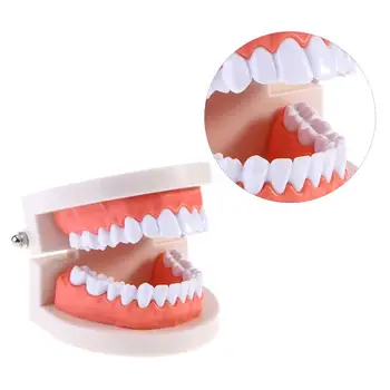 

2pcs Practical Dental Teeth Model Standard Dental Teaching Study Typodont Demonstration Tool Dental Teaching Model