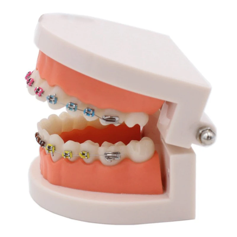 Modèle de dent dentaire avec support/modèle d'enseignement orthodontique  avec Tubes buccaux/modèle de dent de pratique orthodontique avec support 1  pièce - AliExpress