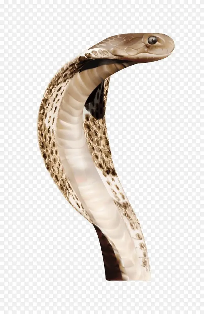 蛇类剪贴画爬行动物png图片绿色anaconda Anakonda徽章png图片素材免费下载 图片编号 Png素材网