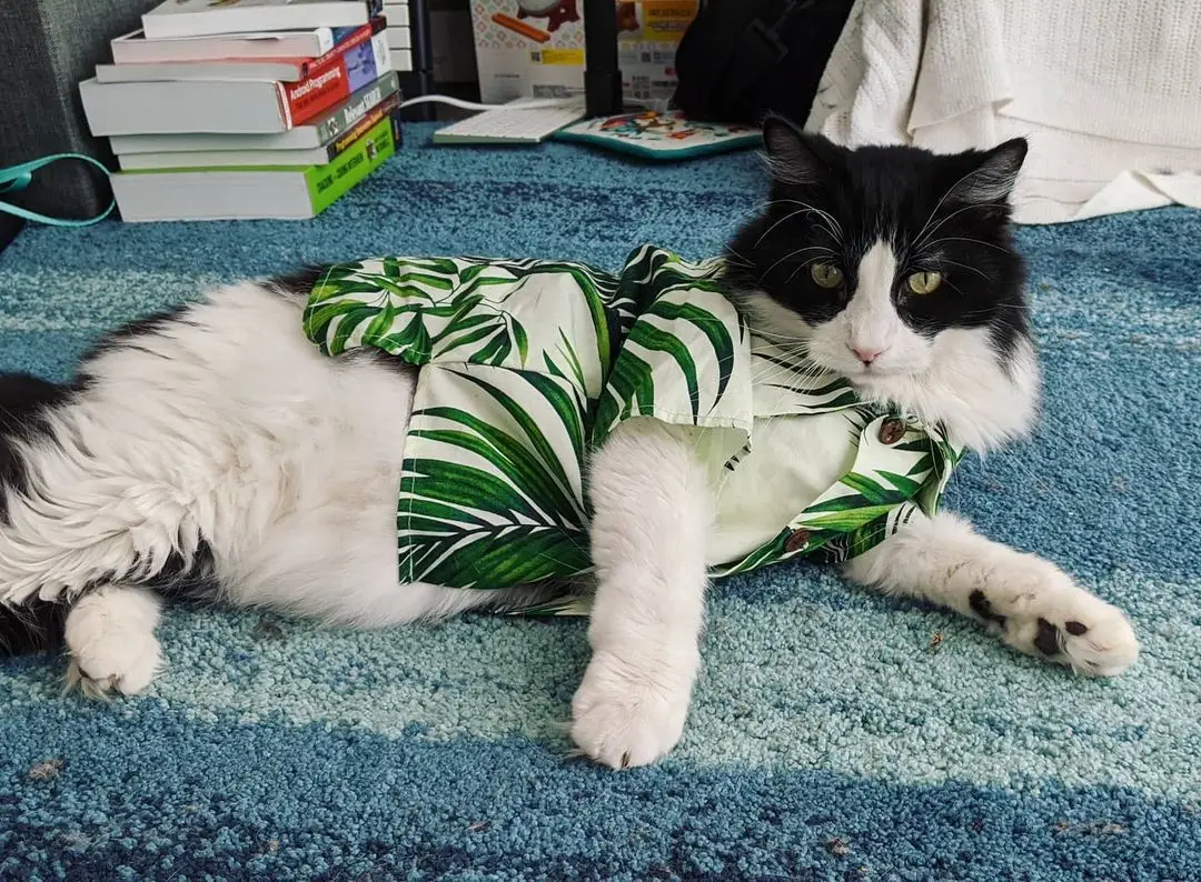 hawaiian shirt for cat