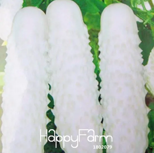 

New Fresh 50 Pcs/Pack White Cucumber plant Courtyard Garden Potted Bonsai Vegetable flores Cucumis,#CB51FE