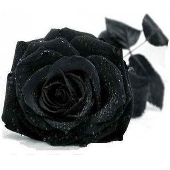 

Black Roses Seeds China Rare Rose Flower Lover DIY Plants Home Garden Rare Black Rose Flower Seeds Light Fertilization
