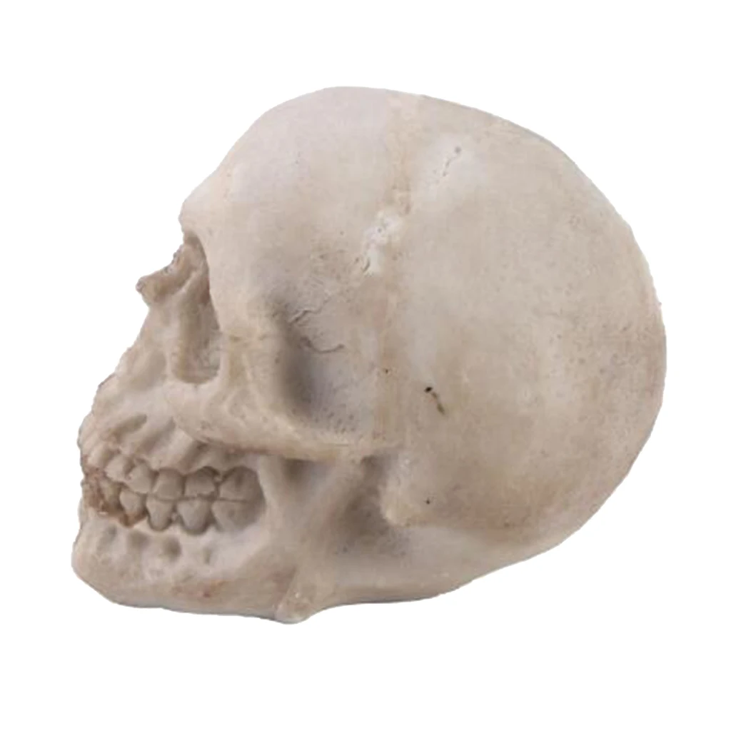 2pcs Realistic Replica Human Skull Resin Skull Skeleton Head 