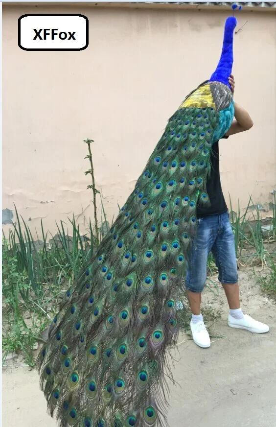 44 Gambar Burung Merak Warna Warni HD
