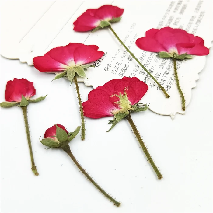 Description Picture 5 of item20-24pcs,Natural Pressed Roses with stem,Eternal Dried rose Flower for DIY Wedding invitations Craft Photo Bookmark Gift Cards