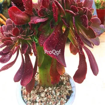 

Ngryise 1Pcs A Set Aeonium shaoxiu