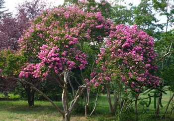 

Lagerstroemia Indica Crape Myrtle Crepeflower Ziwei