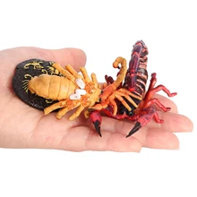 

4 Stages Life Cycle of Red Scorpion Nature Insects Life Cycles Growth Model Game Prop Insect Animal Natural Toy