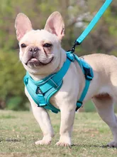  Dog Harness with 1.5m Traction Leash Set No Pull Dog Vest Strap Adjustable Reflective Breathable Harness for Dogs Puppy and Cats 