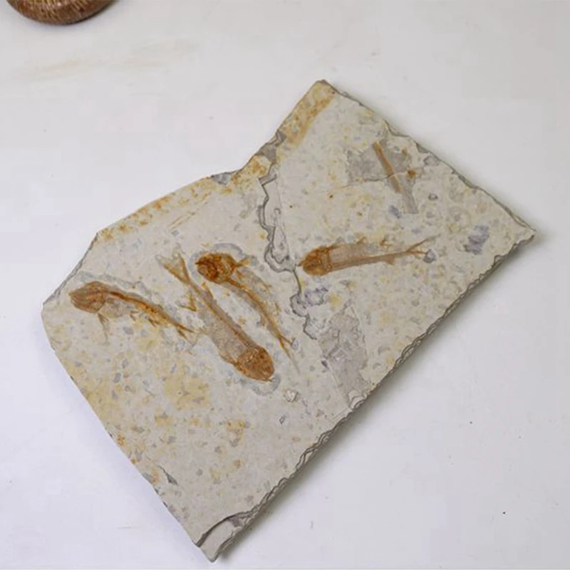 Fish Fossil Real From Western Liaoning China Lycopter 150 Million Years Ago