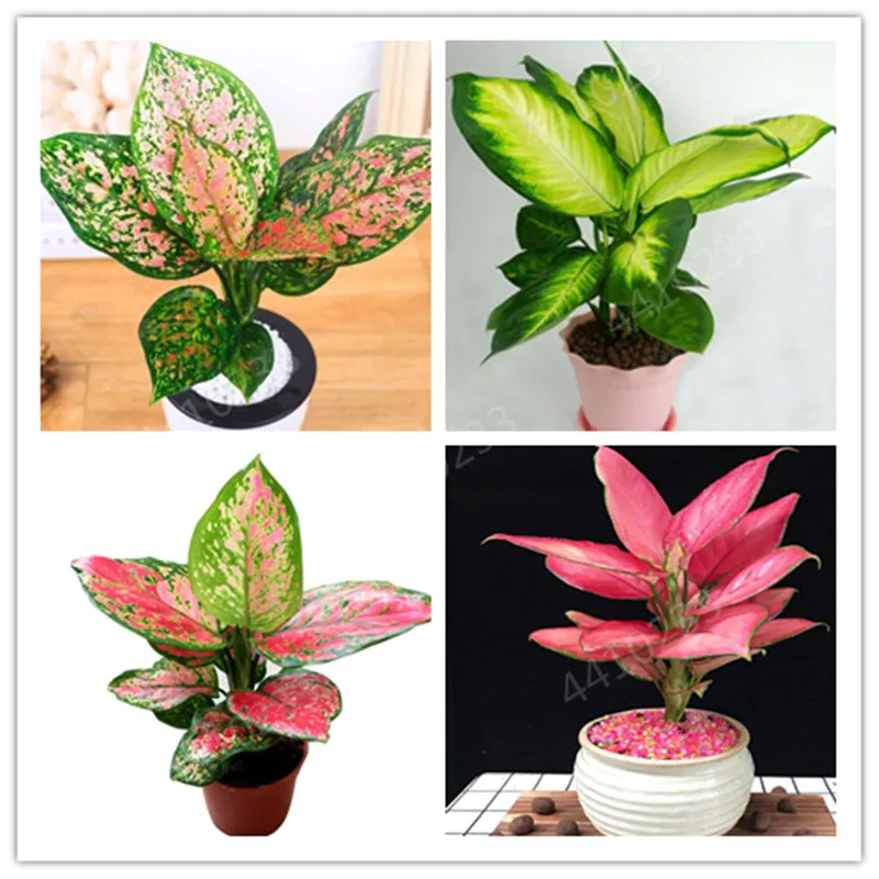 

Hot sale ! Dieffenbachia bonsai 150Pcs Home Money Tree plant Rare Indoor Bonsai Plantas,Garden Pottted Plants Perennial Lucky