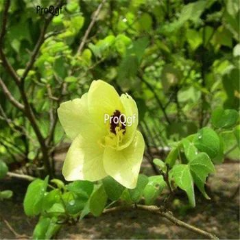 

Ngryise 500Pcs A Set Bauhinia tomentosa