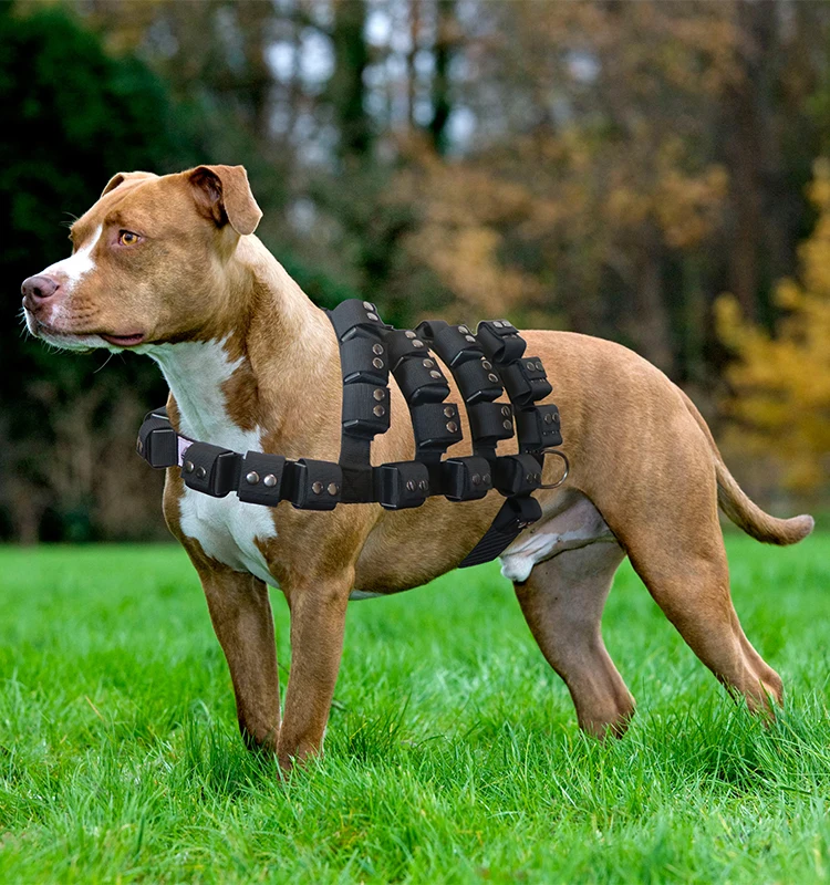 do cão da tração melhor arnês do cão com malotes