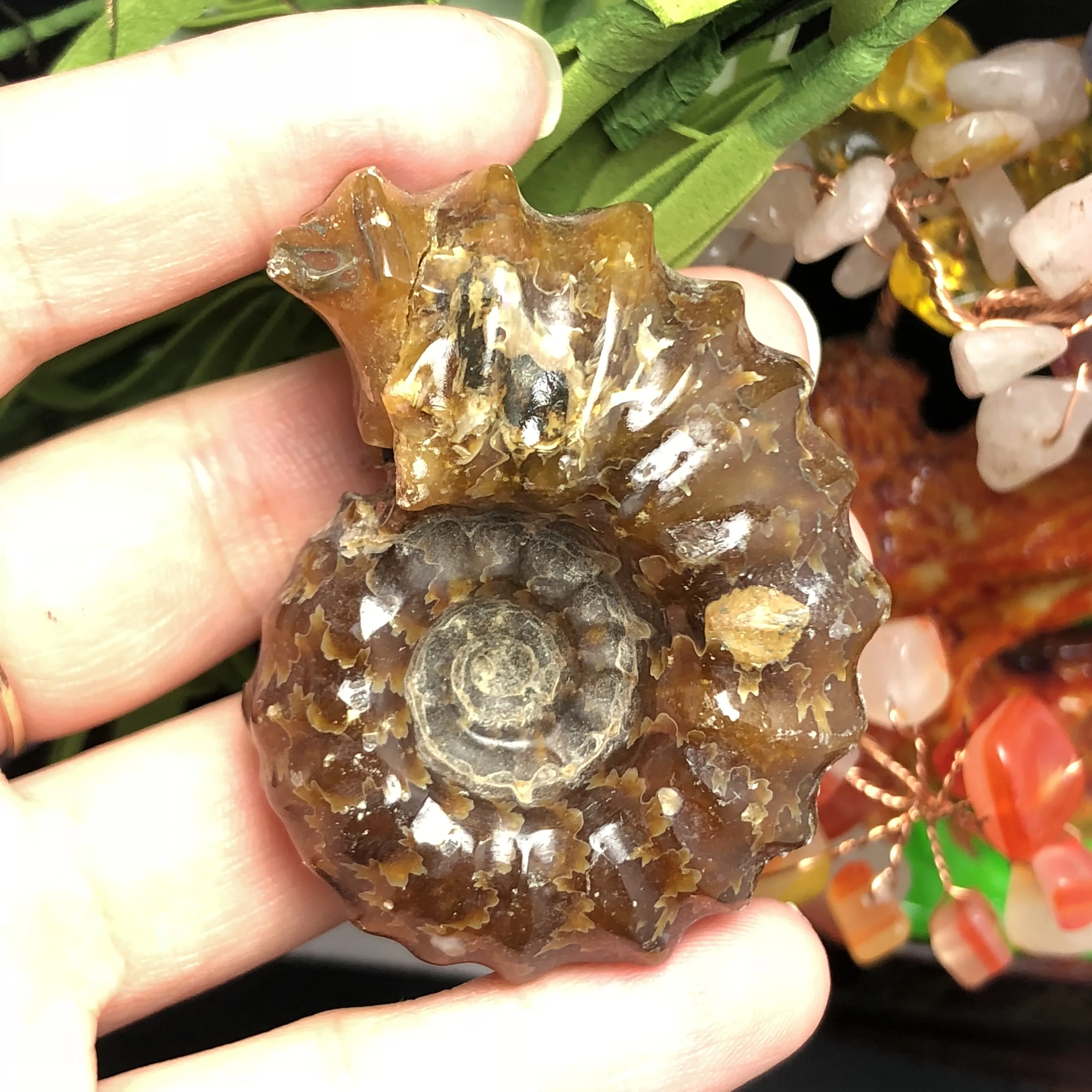 Натуральный Полированный козий гудок окаменелости аммониты Conch douvileras