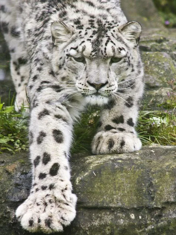 4468e18fa239c92bd31ad4402d5489dd--cute-cats-big-cats