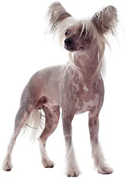 

Dinghy Tuzik overalls Chinese crested dog warm