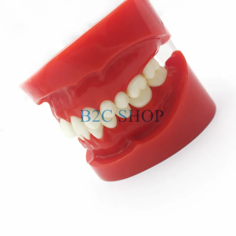  Dental Prosthesis Teeth Model Jaw Standard Typodont Demonstration Denture Teaching Model Dental Sim - 32883320306