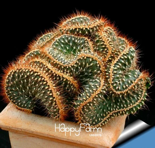 Горячая! 100 plantas/Lot Мини кактус Плант(астрофитиум) суккуленты растения бонсай DIY для домашнего сада Редкие Цветочные Флорес,# PN6RHB