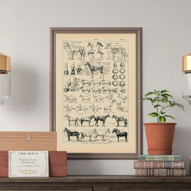 Vintage-French-Horse-Anatomy-Chart-Prints-Biology-Wall-Art-Decor-Horse-Illustration-Animal-Poster-Canvas-Painting (1)