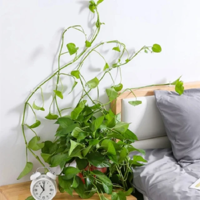 Növényi Hegymászó Fali Klip Ön Adagoló Rögzítő Kötött Szőlőcsath Kampó Kerti Fal Szőlő Klipek Rögzített Csat Horog - Image 3