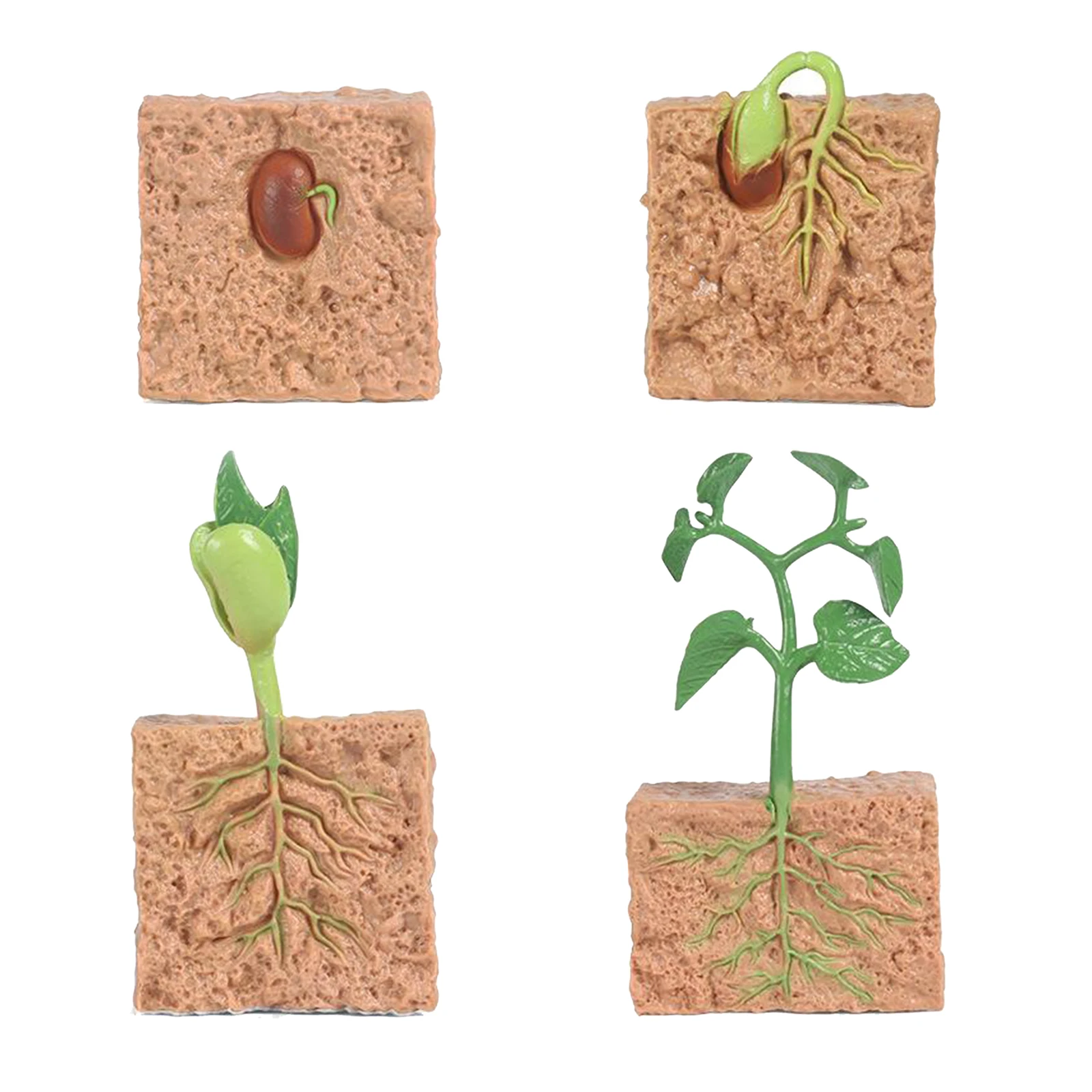 Plants Soybeans Seeds Seeding Life Cycle - 4 Pcs Plant Model Figure Shows Life of Growth