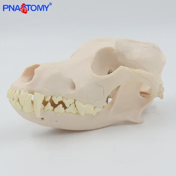 Canine Skull Anatomy Model 1