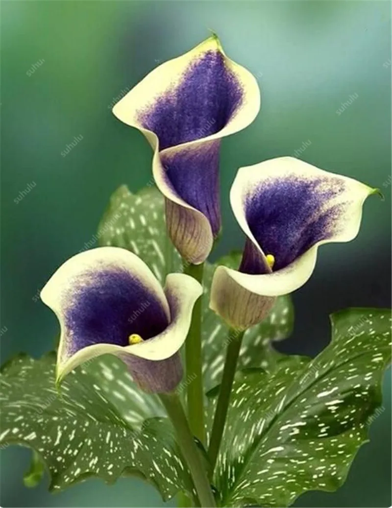 

100 pcs Calla Lily bonsai Imported From Holland, Flower Lily palnts, Rare Plants Flowers Home Gardening DIY Garden Supplies