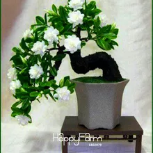 Ограничение по времени! 100 шт гардения растения(мыс жасмин)-DIY домашний сад в горшках бонсай, удивительный запах и красивые цветы для комнаты