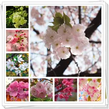 15 шт./пакет, редкие Sakura flores, Вишневое дерево растения, в японском стиле, большая сорта бонсай растения для дома и сада