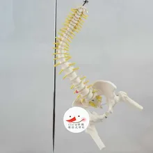 45 см человеческий позвоночник с тазом половина ноги нейронная модель таза Средний позвоночник висящий мягкий Поясничный позвонок