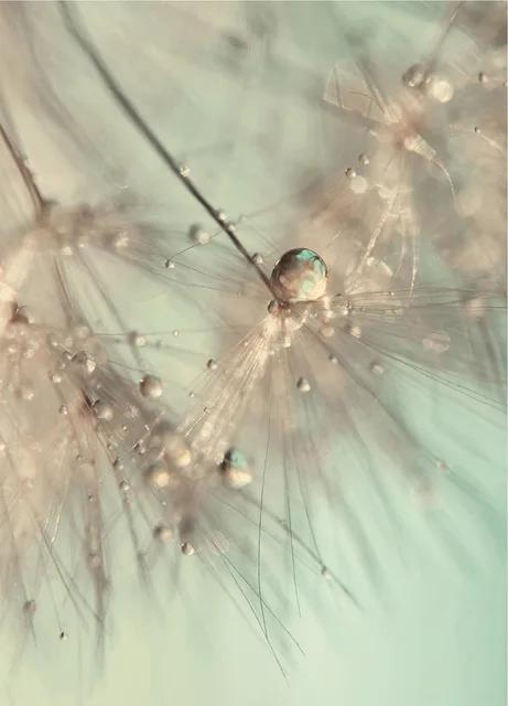 Dandelion-flower-Landscape-Wall-Art-Canvas-Poster-Natural-Minimalist-Print-Painting-Wall-Pictures-for-Living-Room.jpg_640x640 (1)