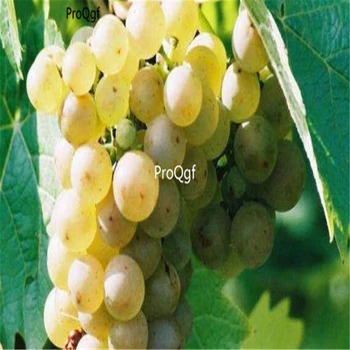 

Ngryise 3000Pcs A Set Riesling grape